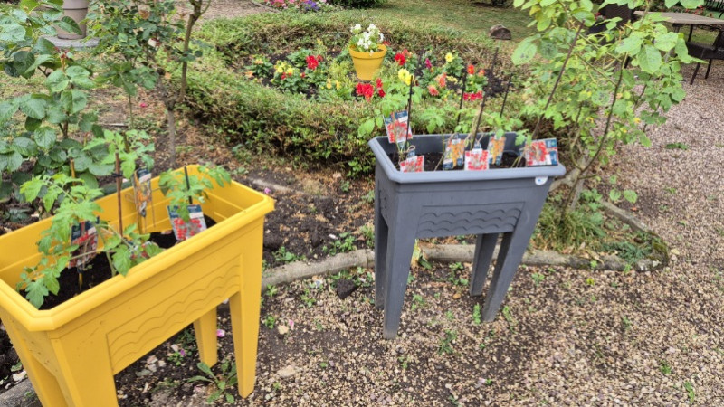 Atelier jardinage à La Harpe : les tomates de l'été sont en route !